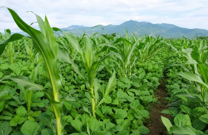 Xen canh ngô và đậu tương