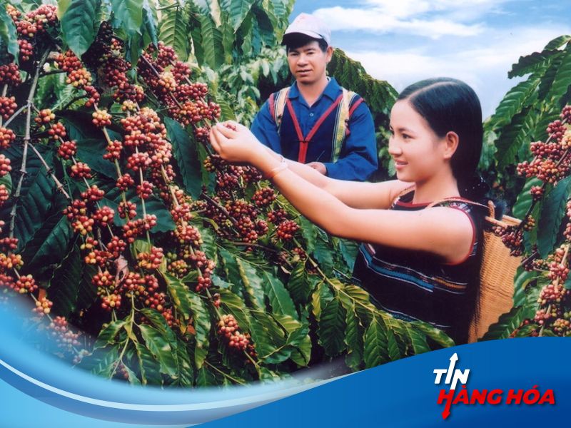 Gi&aacute; c&agrave; ph&ecirc; h&ocirc;m nay ng&agrave;y 18/7/2024