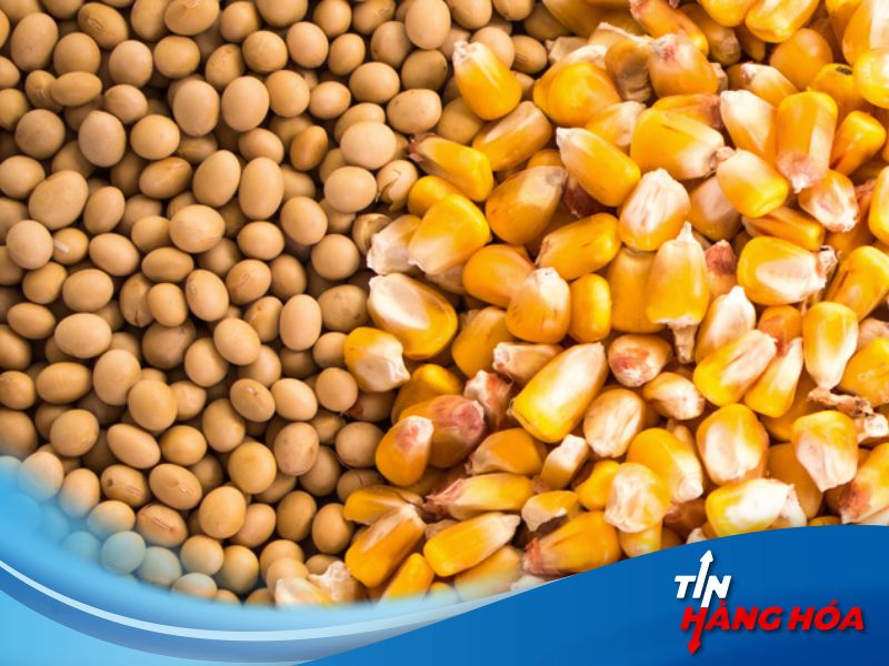 Gi&aacute; ng&ocirc; v&agrave; đậu tương h&ocirc;m nay