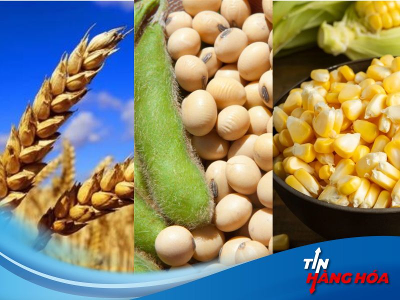 Gi&aacute; đậu tương, ng&ocirc;, l&uacute;a m&igrave; ng&agrave;y 7/8/2024