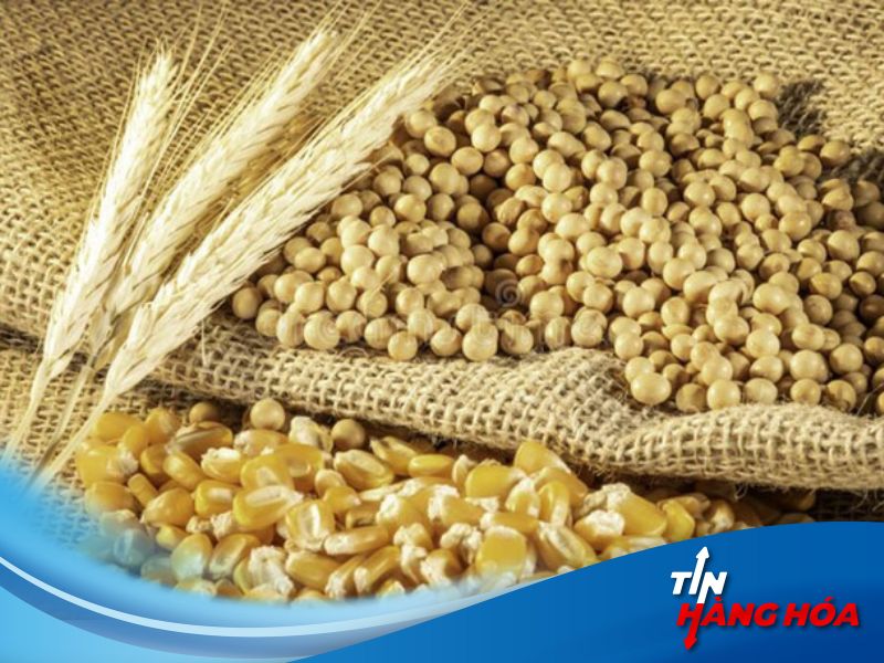 Giá ngô và đậu tương hôm nay ngày 02/08/2024