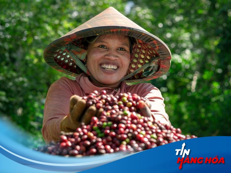 L&yacute; do xuất khẩu c&agrave; ph&ecirc; giảm