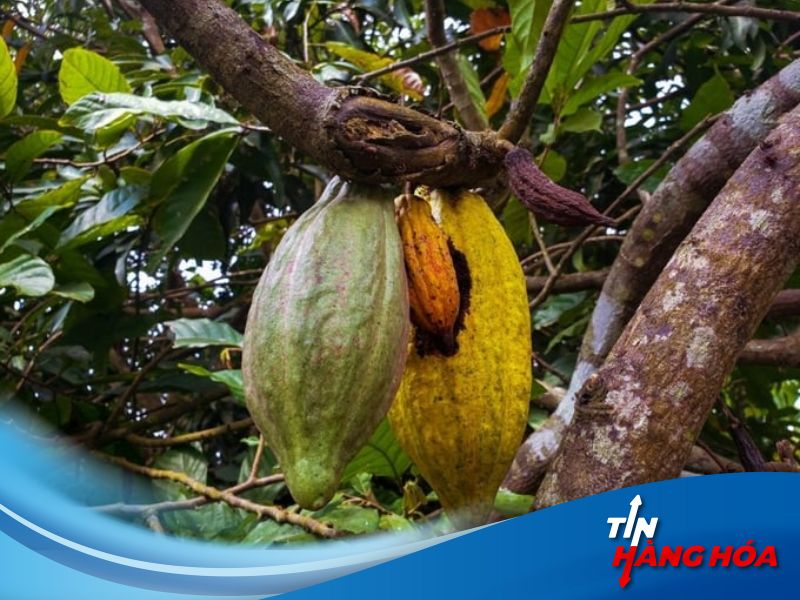 Một c&acirc;y ca-cao mắc bệnh chồi sưng