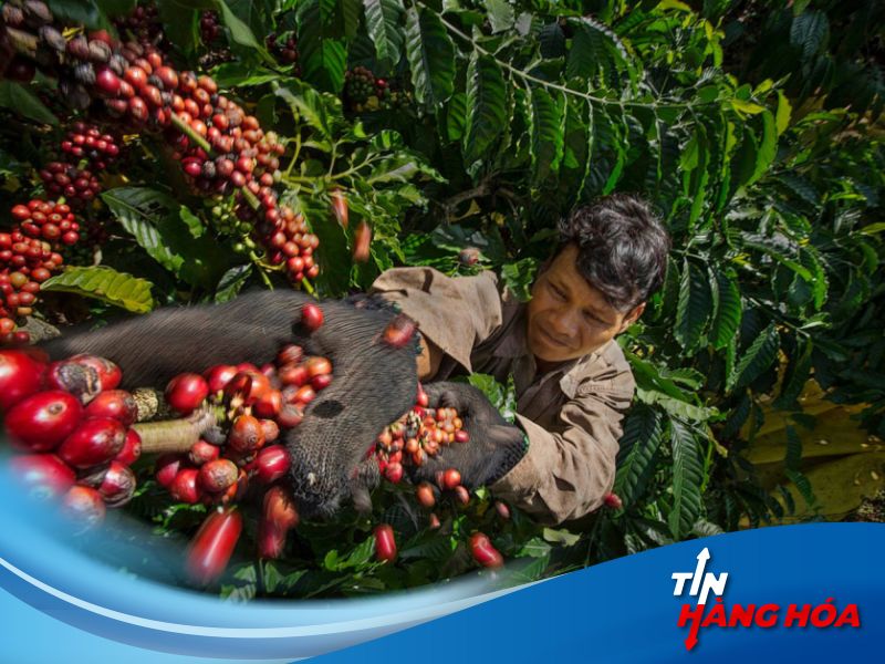 Gi&aacute; c&agrave; ph&ecirc; h&ocirc;m nay ng&agrave;y 29/7/2024