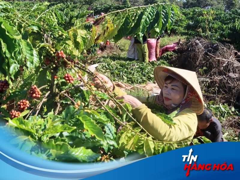 Thu hoạch c&agrave; ph&ecirc;