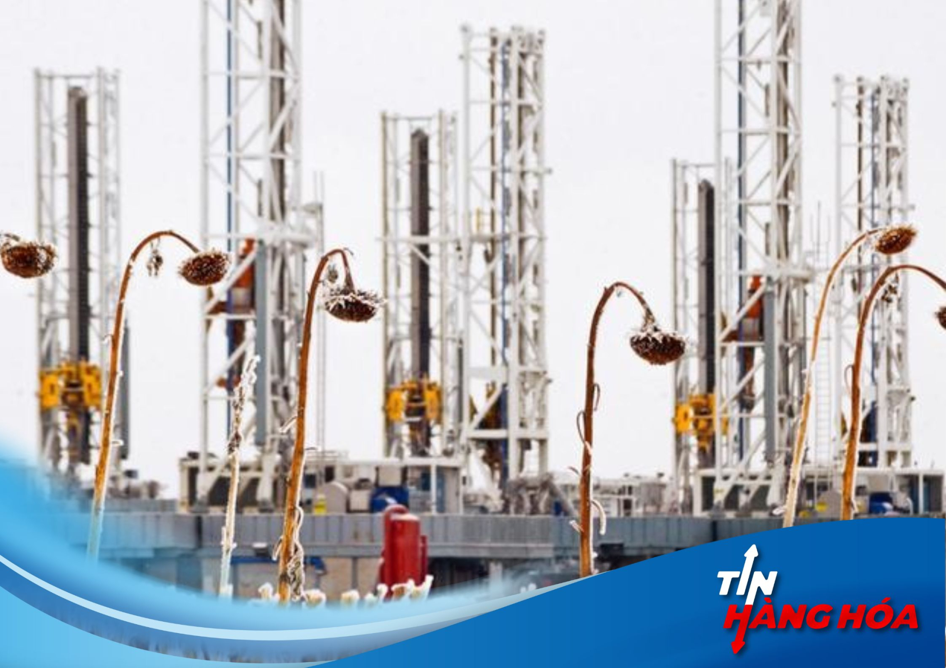 Nhà máy lọc dầu chụp đằng sau bông hoa hướng dương đã héo