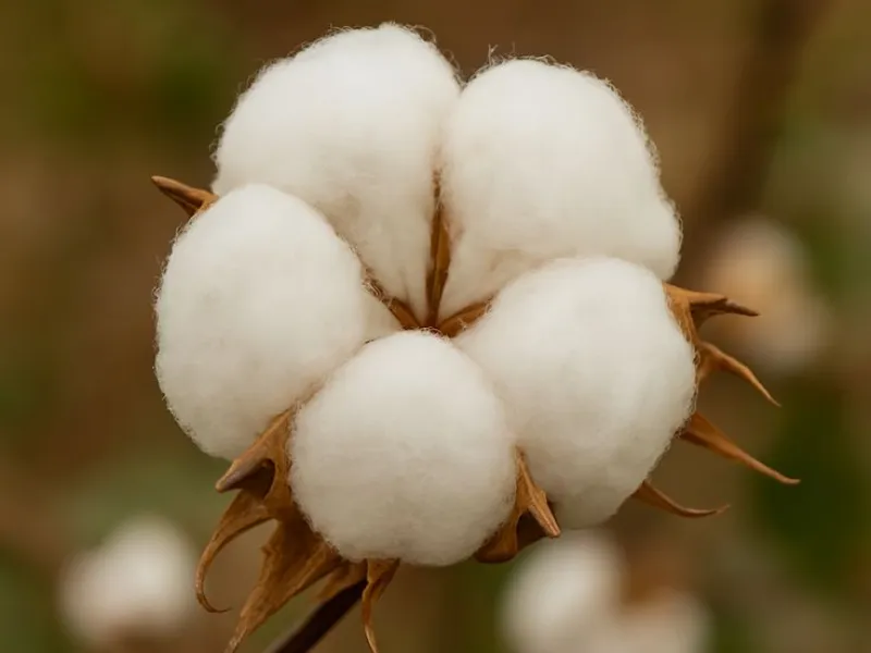 Nguy&ecirc;n liệu c&ocirc;ng nghiệp 7/4: B&ocirc;ng