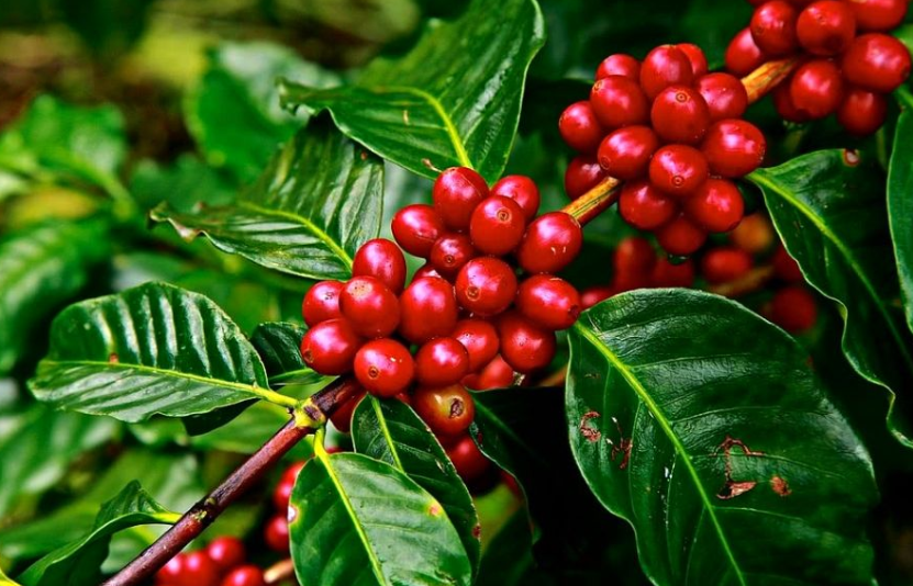 gi&aacute; c&agrave; ph&ecirc;