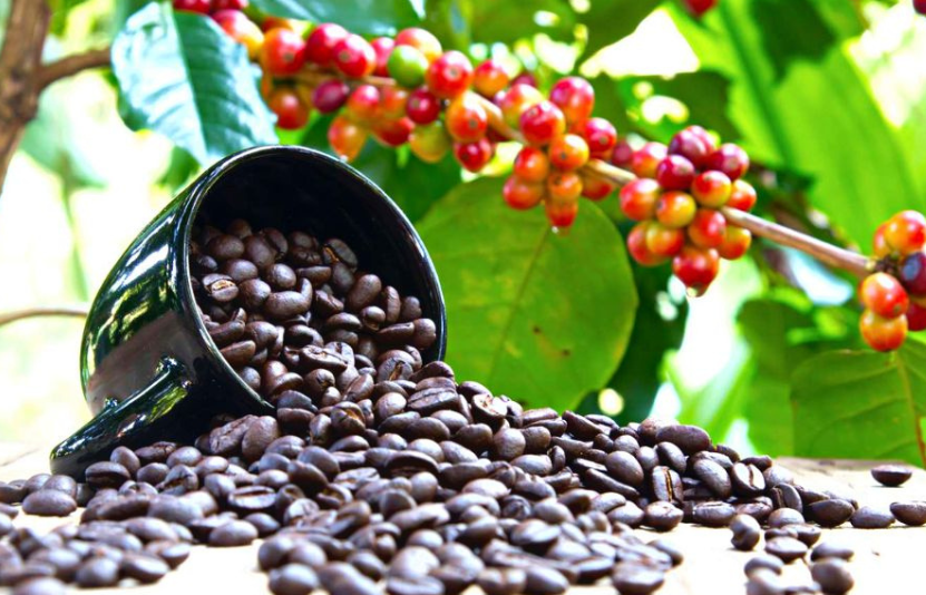 gi&aacute; c&agrave; ph&ecirc; 9/12/2025