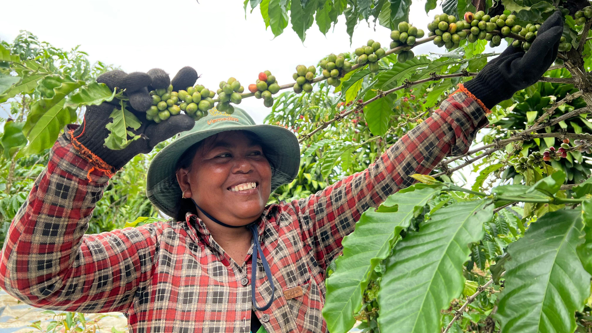 tin cà phê hôm 21/11