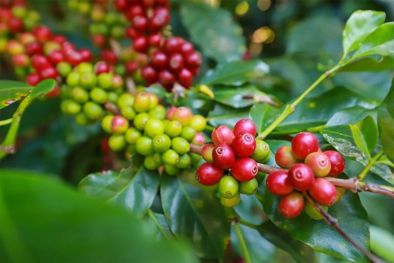 Gi&aacute; c&agrave; ph&ecirc; arabica đạt đỉnh 13 năm: Tồn kho thấp, b&atilde;o lũ v&agrave; lo ngại nguồn cung to&agrave;n cầu