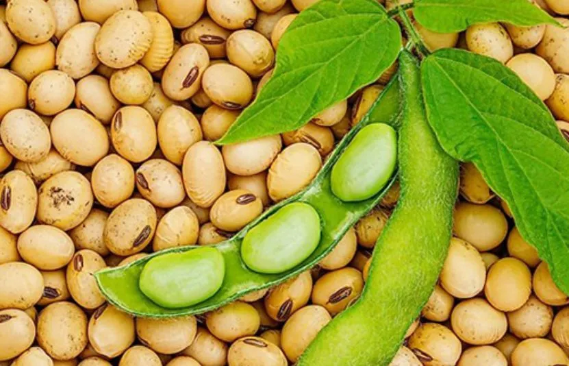 thị trường đậu tương