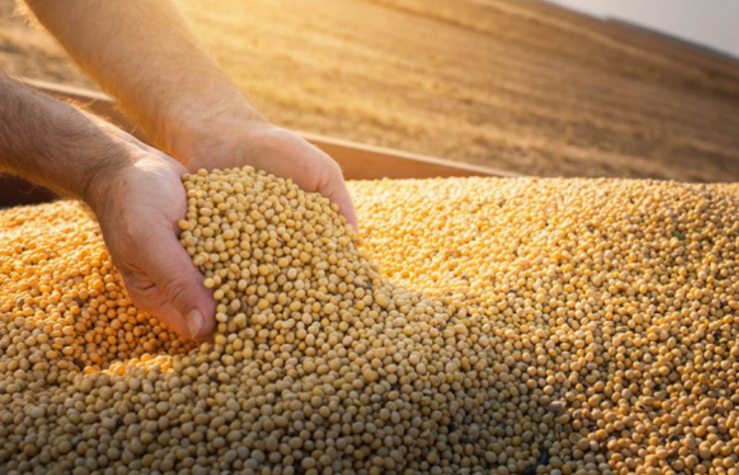 giá đậu tương 29/11