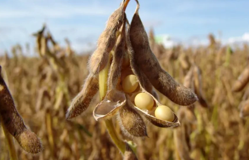 gi&aacute; đậu tương 4/12