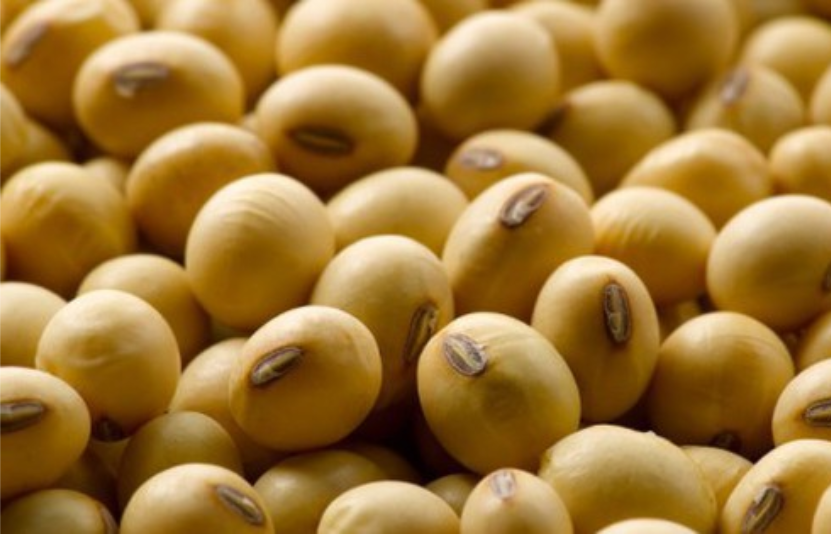 gi&aacute; đậu tương 5/12