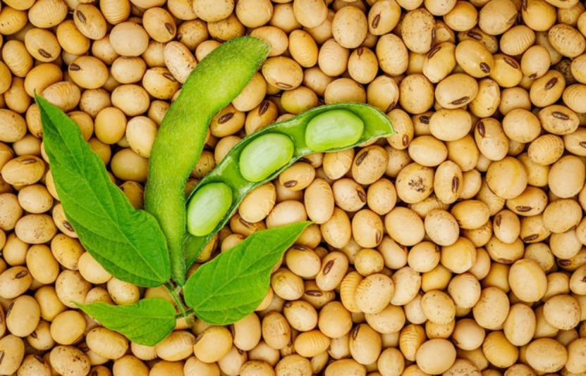 gi&aacute; đậu tương 6/12