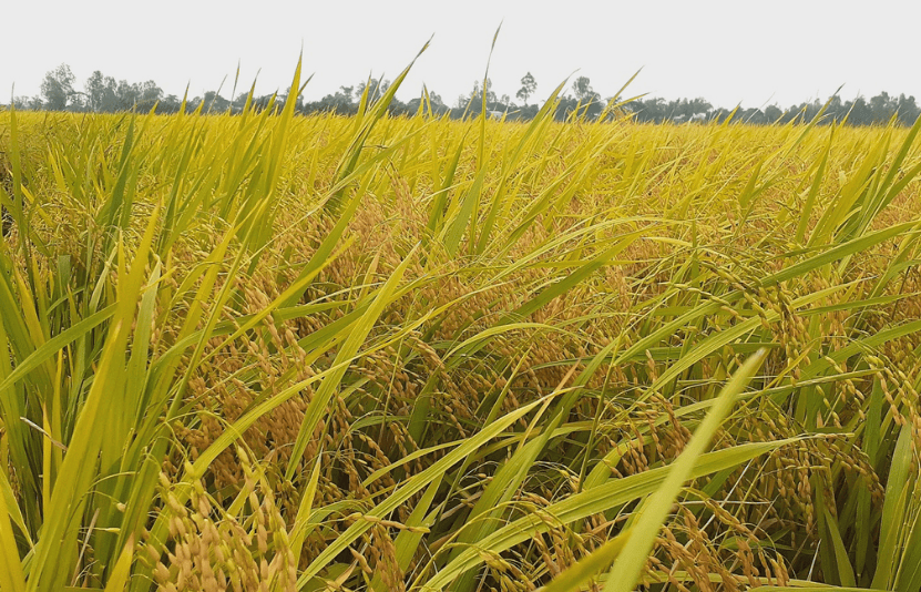 giá lúa gạo hôm nay 27/11