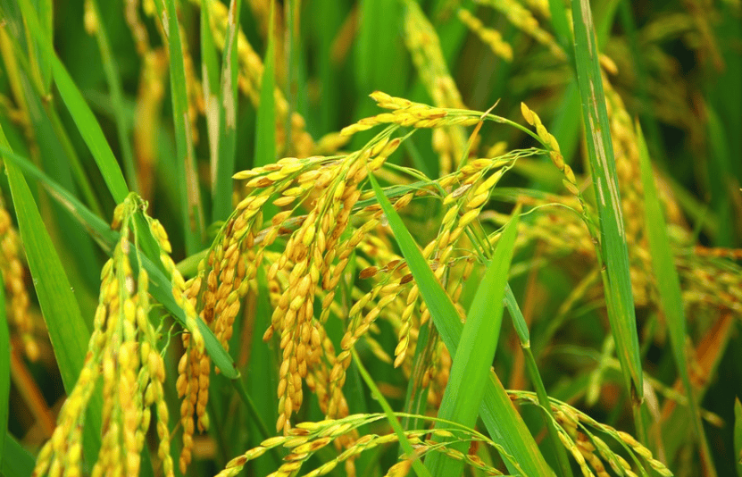 giá lúa gạo hôm nay ngày 3/12