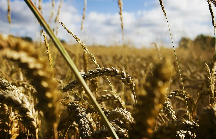 ng&ocirc; l&uacute;a m&igrave; đậu tương