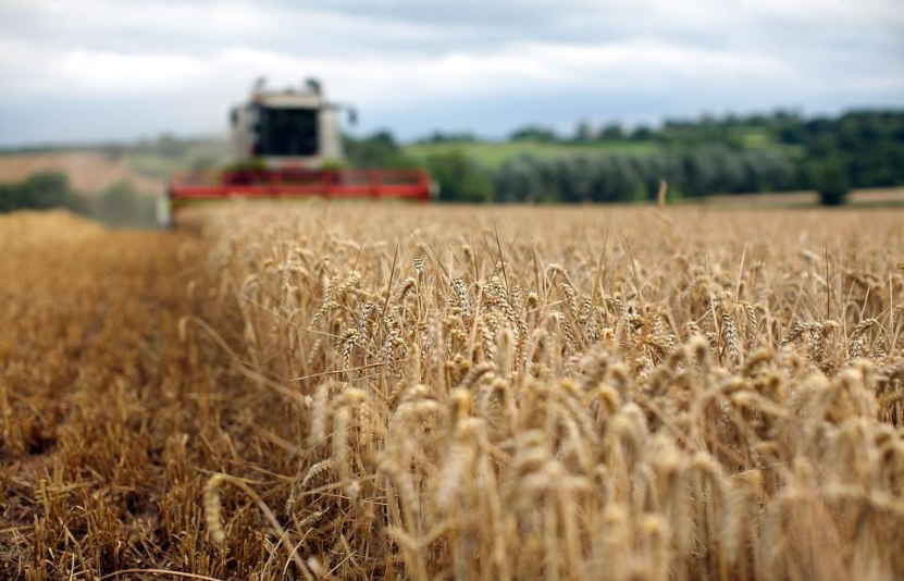 gi&aacute; l&uacute;a m&igrave; 19/12