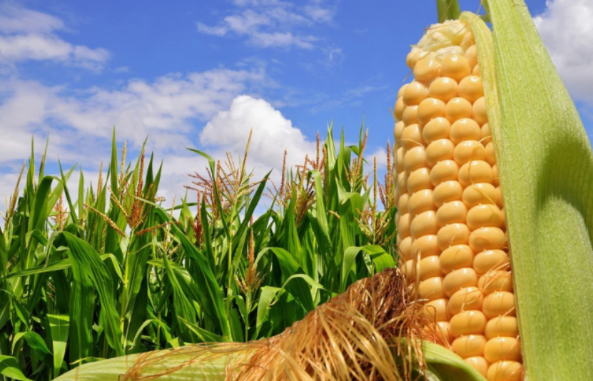 ng&ocirc; đậu tương l&uacute;a m&igrave;