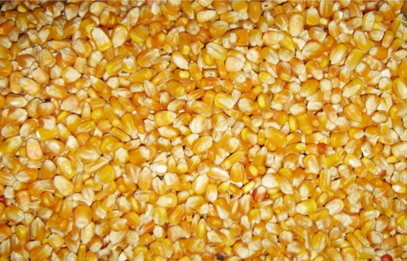 gi&aacute; ng&ocirc; 19/12