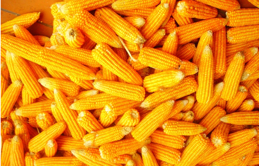 gi&aacute; ng&ocirc; 3/1