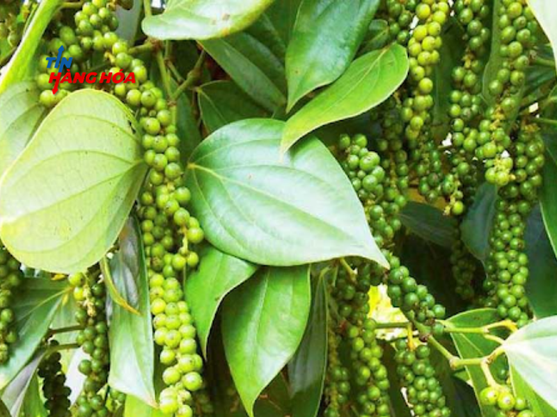 Giá Tiêu Hôm Nay 11/11: Thị Trường Ổn Định, Đắk Nông Dẫn Đầu