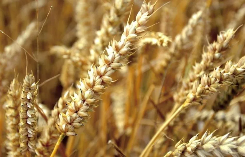 Giá lúa mì mở phiên giao dịch sáng thứ Năm giảm 0,39%. Do đợt lạnh không gây nhiều thiệt hại cho các khu vực gieo trồng lớn.