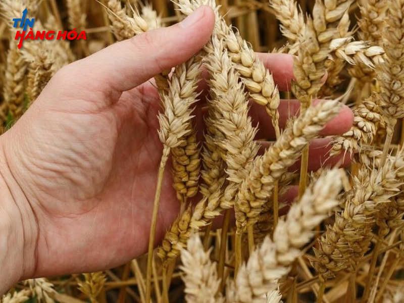 Gi&aacute; L&uacute;a M&igrave; Ng&agrave;y 08/11 Lao Dốc v&igrave; Xuất Khẩu Yếu, Thời Tiết Đảo Chiều Hỗ Trợ M&ugrave;a Vụ