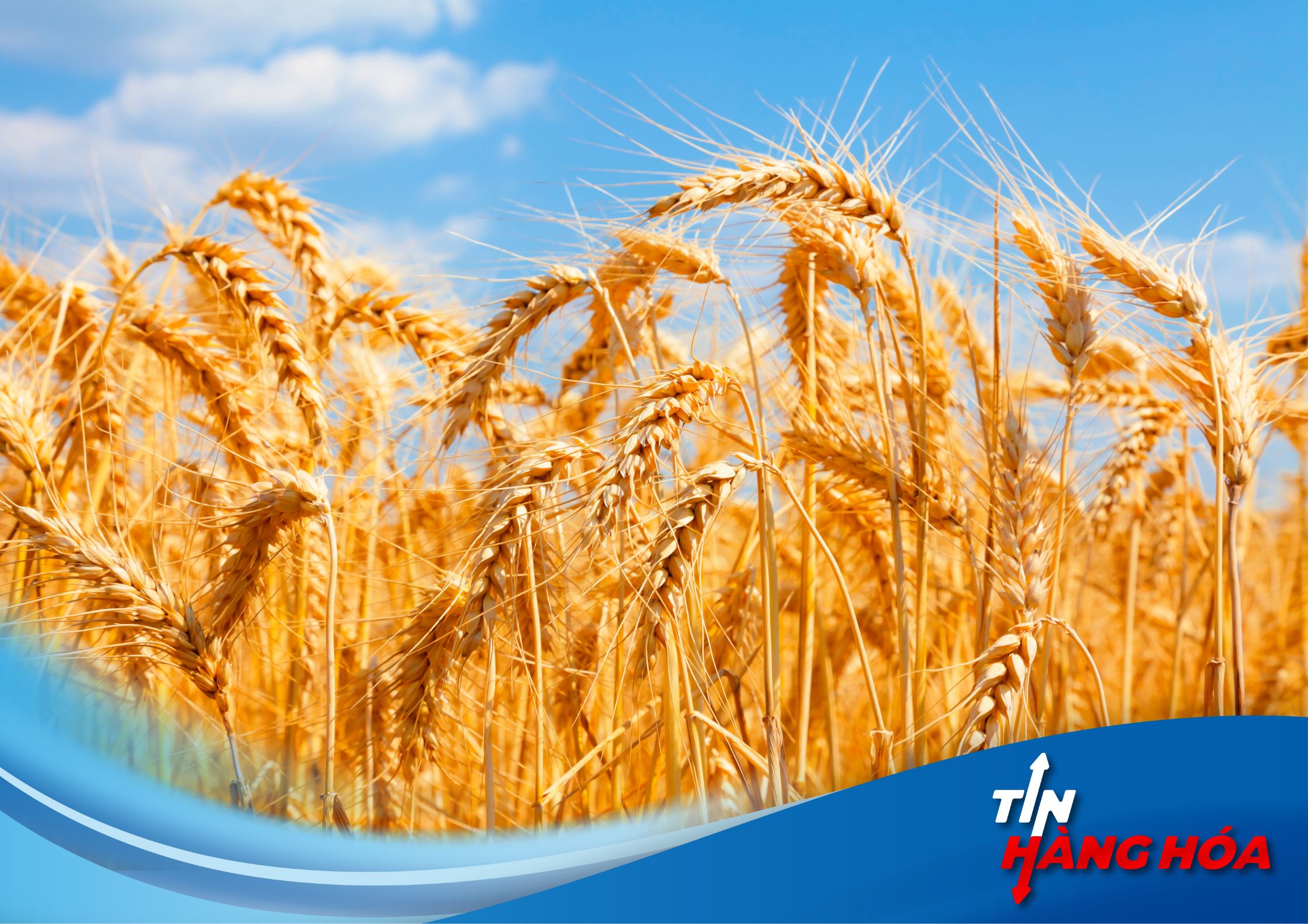 Gi&aacute; l&uacute;a m&igrave; chạm mức thấp