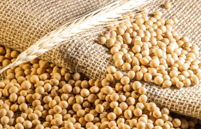 Thị trường n&ocirc;ng sản ng&ocirc; đậu tương l&uacute;a m&igrave; 04/09