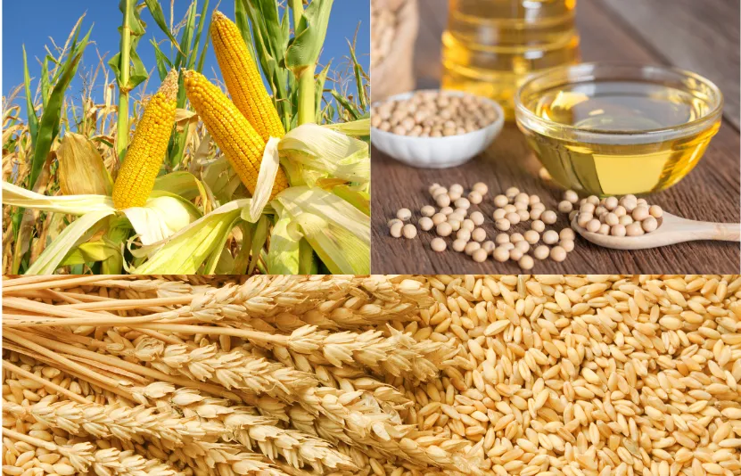 Thị trường n&ocirc;ng sản ng&ocirc; đậu tương l&uacute;a m&igrave; 11/09