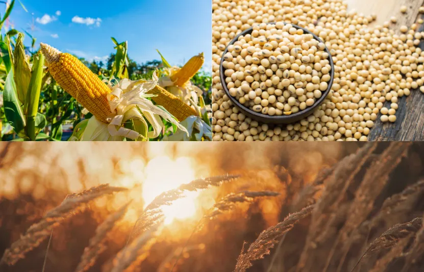 Thị trường n&ocirc;ng sản ng&ocirc; đậu tương l&uacute;a m&igrave; 29/09