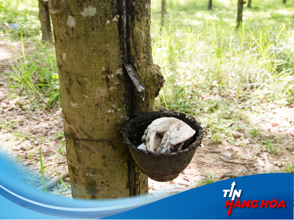 "Ngày 29/10: Cao su 'trượt giá' chạm đáy, tuần này lướt không nổi!"