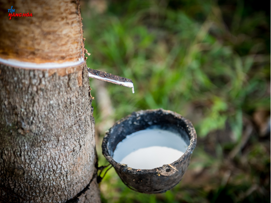 "Cao su hôm nay 30/10: Giá cứ trượt dài, khi nào bật lại?"