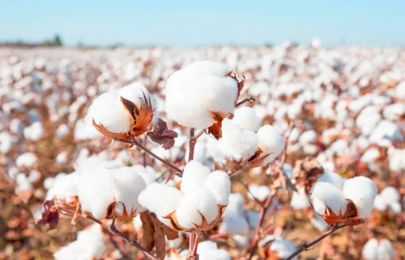 Ca cao, Đường, B&ocirc;ng