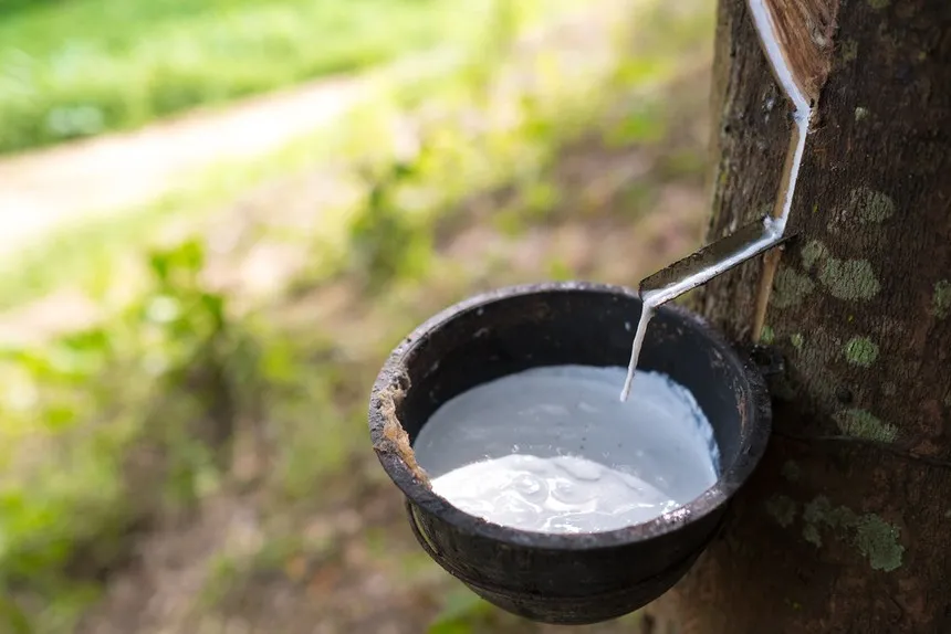Giá cao su 1/5: Thị trường thế giới biến động trái chiều, trong nước giữ ổn định