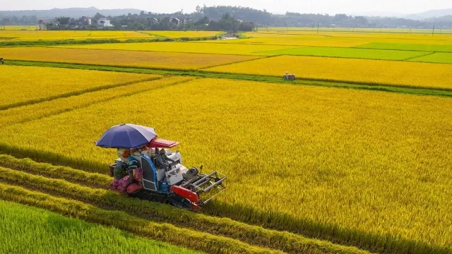 Nông sản 26/03: Áp lực dư cung và biến số chính sách từ Nhà Trắng
