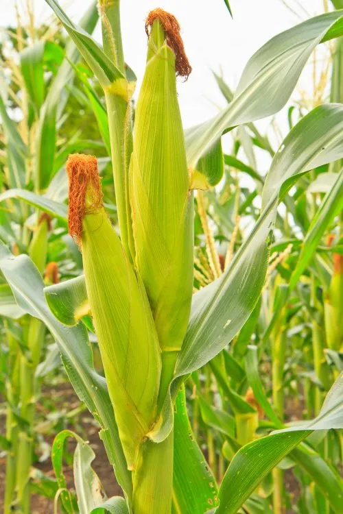 Căng thẳng địa chính trị kéo dài: Nông sản thiết yếu như Ngô thu hút sự quan tâm đặc biệt của giới đầu tư