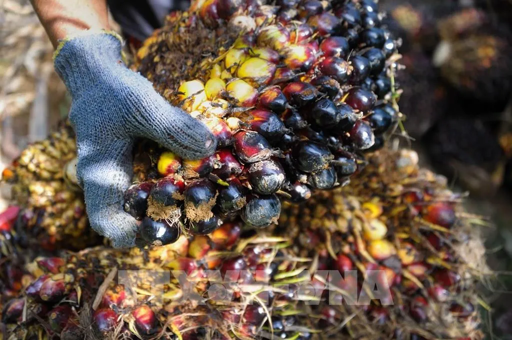 Giá dầu cọ giảm theo sàn Đại Liên và Chicago; xuất khẩu yếu gây áp lực