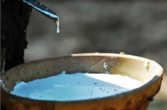 Giá cao su 22/4: Giá thế giới tăng do lo ngại thắt chặt nguồn cung, trong nước ổn định