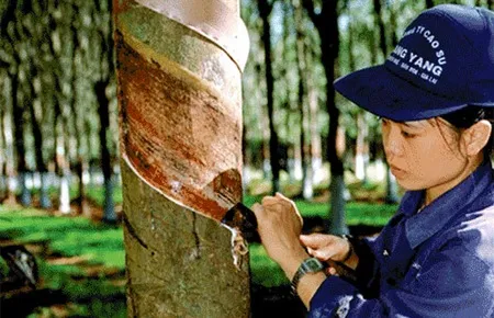 Giá cao su 5/5: Thị trường châu Á biến động trái chiều, trong nước giữ ổn định