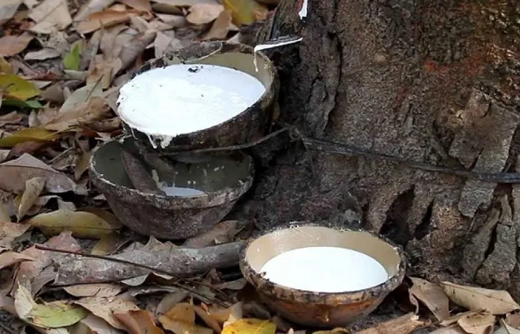 Giá cao su 13/5: Đảo chiều tăng mạnh trước rủi ro gián đoạn nguồn cung tại Thái Lan