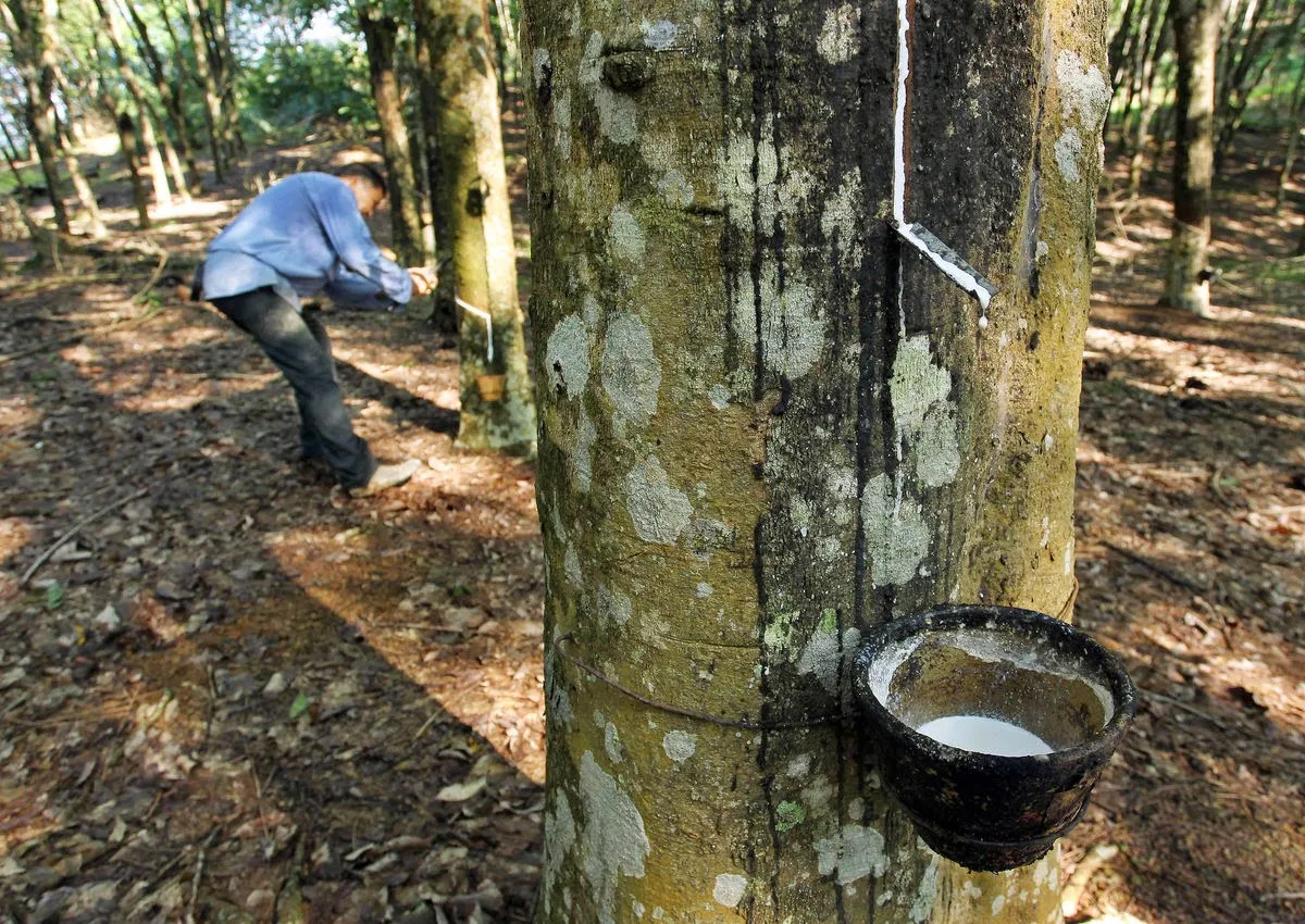 Giá cao su 20/4: Giá thế giới phục hồi nhờ đà tăng của dầu thô, trong nước ổn định