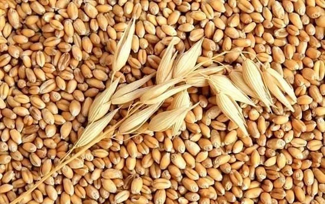 Nông sản 12/05: Lúa mì Mỹ suy kiệt do hạn hán, ngô xuất khẩu bứt phá sang các thị trường trọng điểm