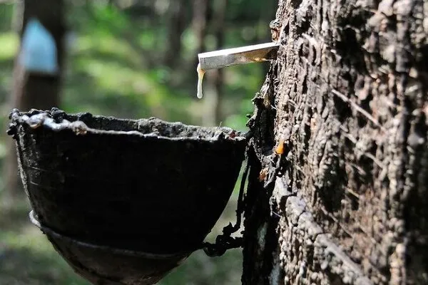 Giá cao su 13/4: Sàn Nhật Bản giảm phiên thứ tư liên tiếp do áp lực cung và giá hàng thực