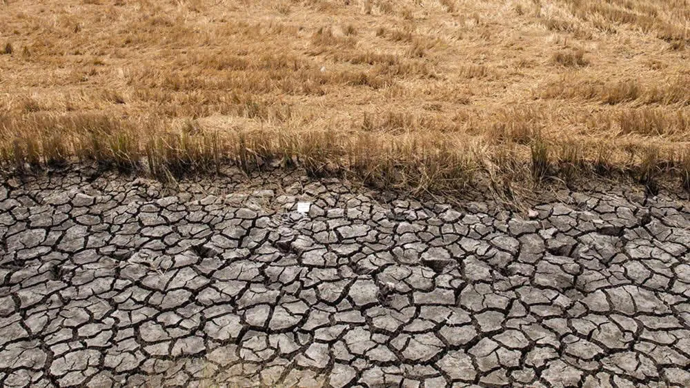 Nông sản và NLCN ngày 15/06/2026: El Niño lập kỷ lục nhiệt độ trong khi cà phê xác lập tín hiệu tạo đáy