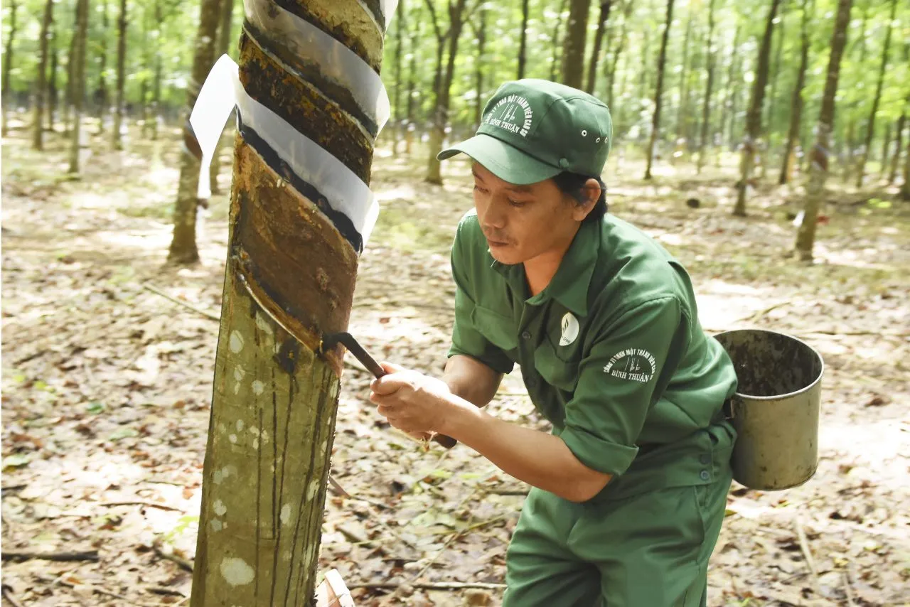 Giá cao su thế giới tăng phiên thứ hai liên tiếp nhờ lực đẩy từ tỷ giá và giá dầu, thị trường nội địa đi ngang