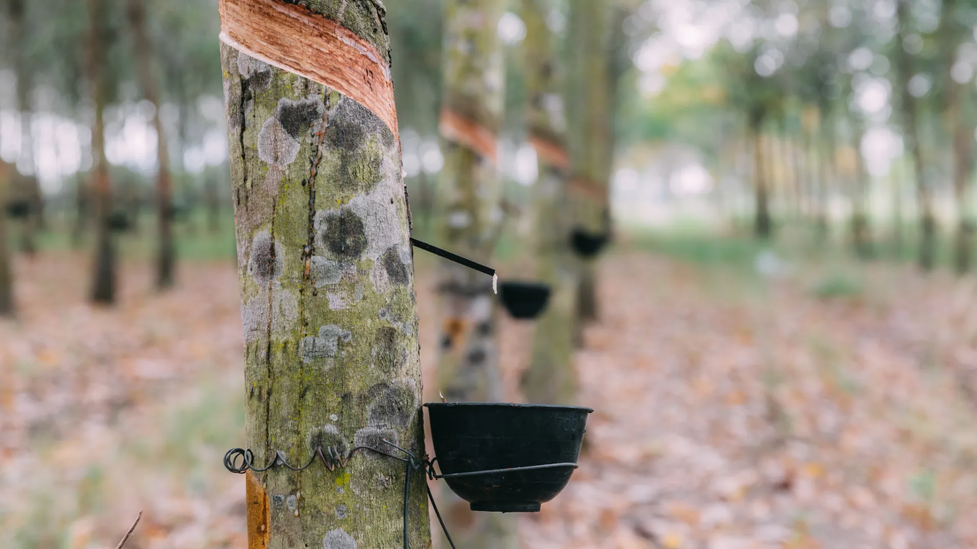 Giá cao su 10/03: Thế giới chịu sức ép giảm từ nguồn cung và giá dầu trong khi thị trường nội địa biến động nhẹ